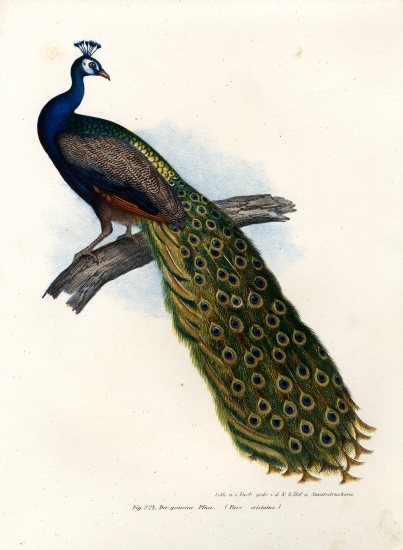 Indian Blue Peafowl von German School, (19th century)