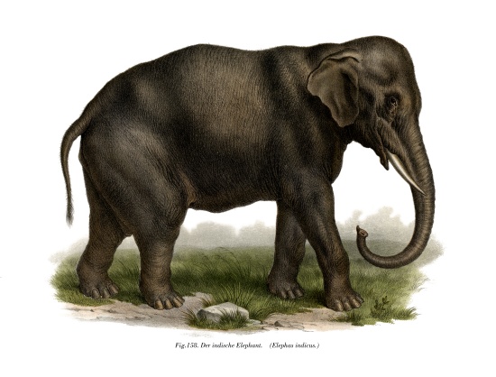 Indian Elephant von German School, (19th century)