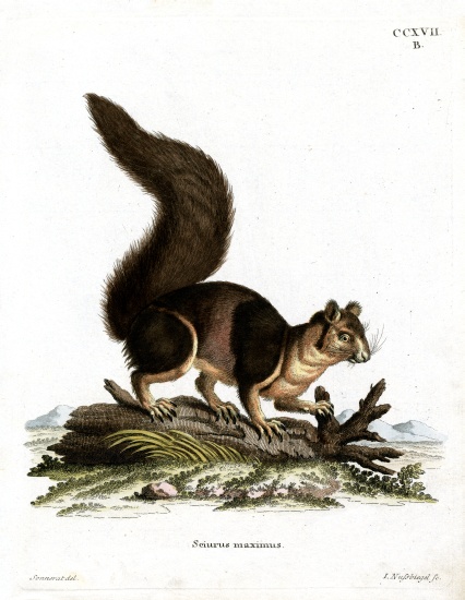 Indian Giant Squirrel von German School, (19th century)
