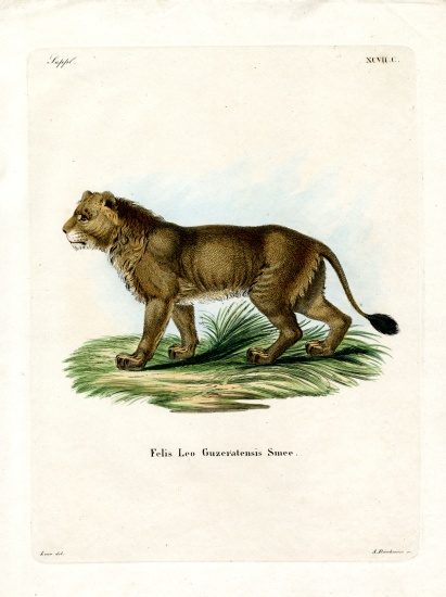 Indian Lion von German School, (19th century)