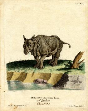 Indian Rhinoceros