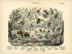 Insects, c.1860