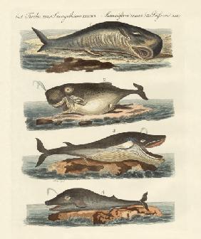 Kinds of whales