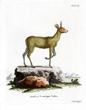 Klipspringer