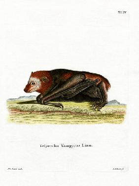 Large Flying Fox