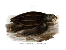 Leatherback Seaturtle