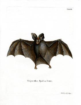 Lesser False Vampire Bat