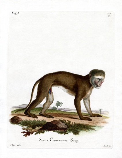 Malbrouck Monkey von German School, (19th century)