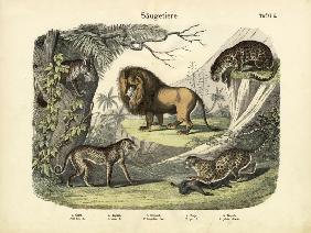 Mammals, c.1860