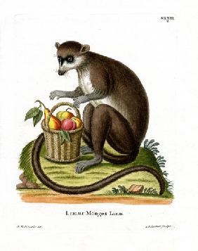 Mongoose Lemur