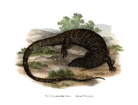 Monitor Lizard