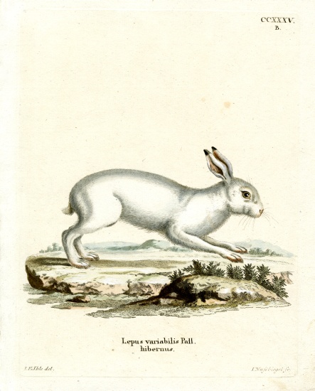Mountain Hare von German School, (19th century)
