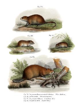 Muskrat 1860