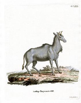 Nilgai