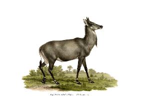 Nilgai 1860