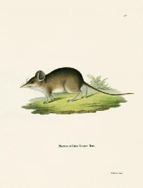 North African Elephant Shrew