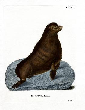 Northern Fur Seal