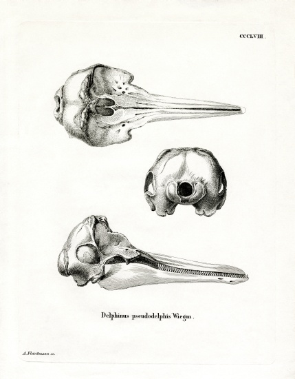 Pantropical Spotted Dolphin Skull von German School, (19th century)