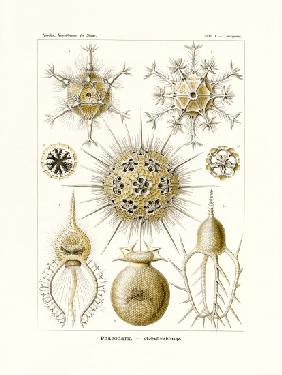 Phaeodaria 1899-1904