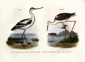 Pied Avocet 1864