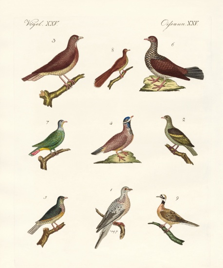Pigeons from foreign countries von German School, (19th century)