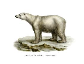Polar Bear 1860
