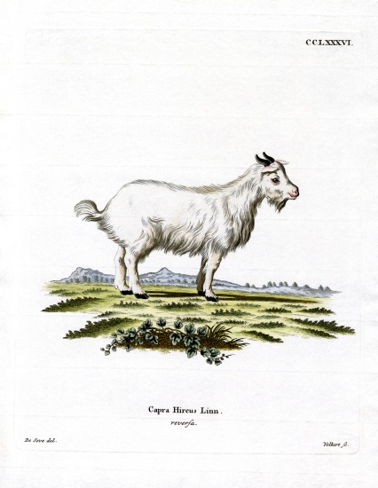 Pygmy Goat von German School, (19th century)