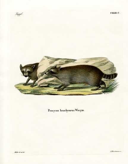 Raccoon von German School, (19th century)