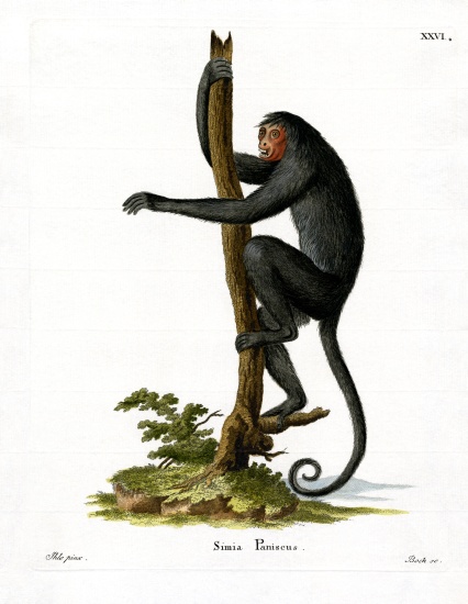 Red-faced Spider Monkey von German School, (19th century)