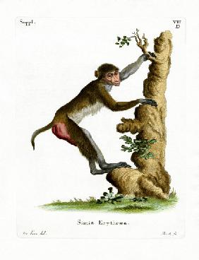 Rhesus Macaque