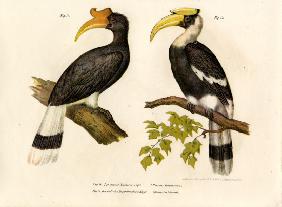 Rhinoceros Hornbill 1864