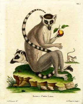 Ring-tailed Lemur