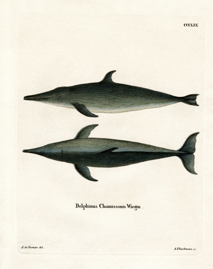 Rough-toothed Dolphin von German School, (19th century)