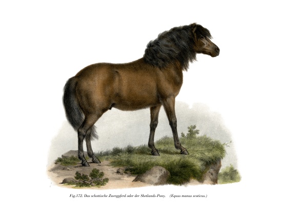 Shetland-Pony von German School, (19th century)