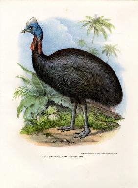 Southern Cassowary 1864