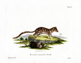 Spotted Quoll