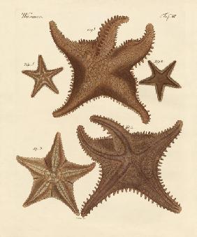 Starfish