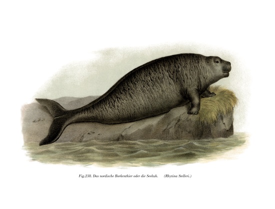 Steller's Sea Cow von German School, (19th century)