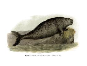 Steller's Sea Cow 1860