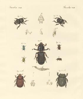 Strange beetles