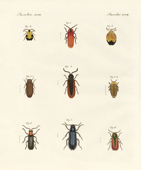 Strange beetles von German School, (19th century)