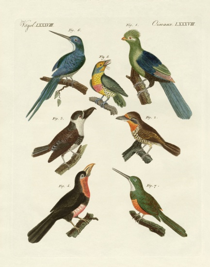 Strange climbing birds von German School, (19th century)