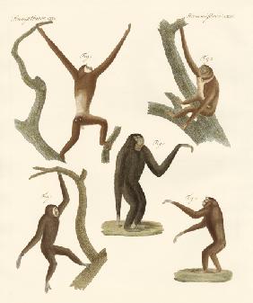 Strange gibbons