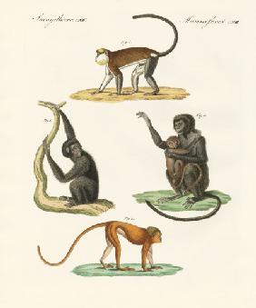 Strange monkeys