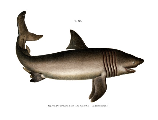 The Basking Shark von German School, (19th century)