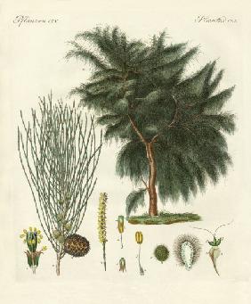 The four-flapped casuarina