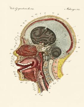 The smell organ or the human nose