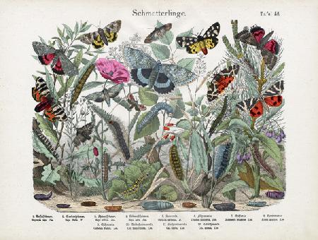 Butterflies, c.1860