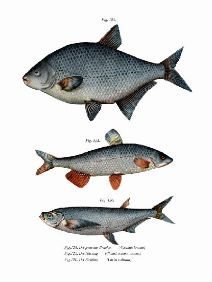 Carp Bream