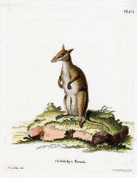 Dusky Wallaby